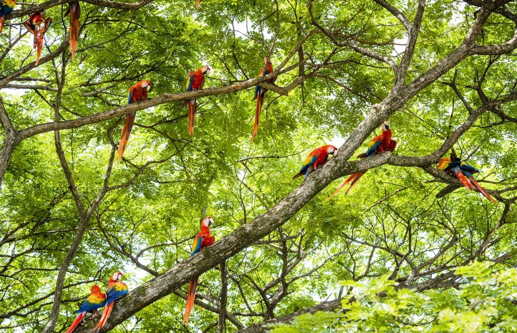 birds on branches monteverde rainforest