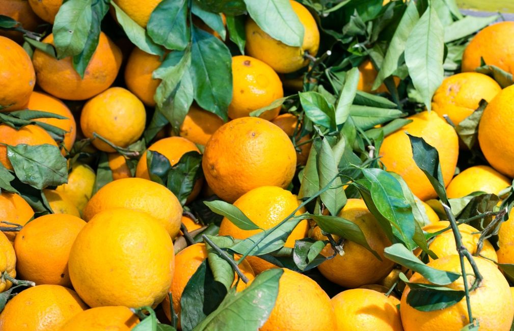palma spain oranges