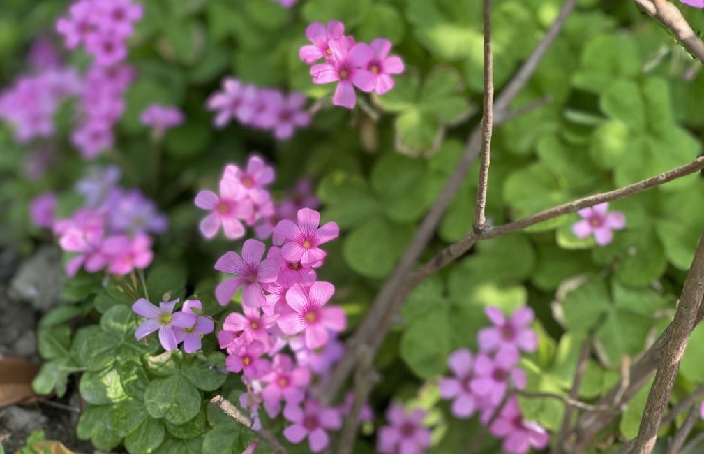 pink flowers china