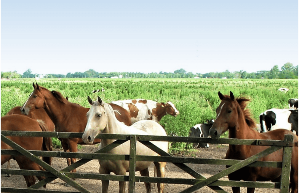 buenos aires horses field
