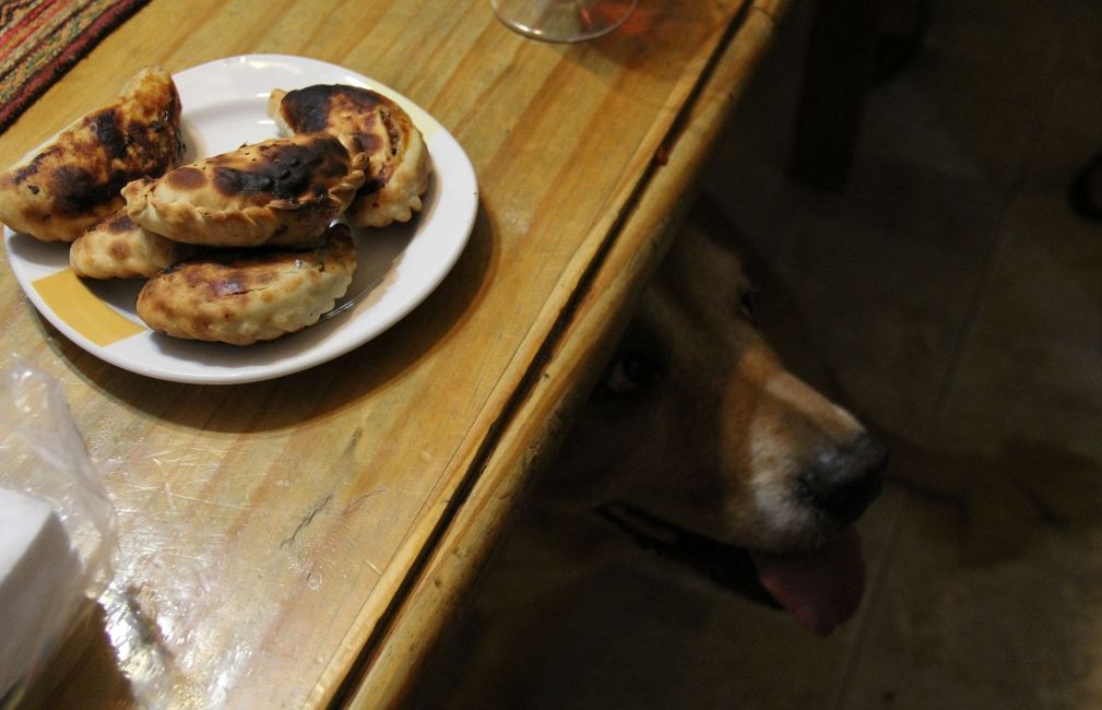 empanadas dog buenos aires