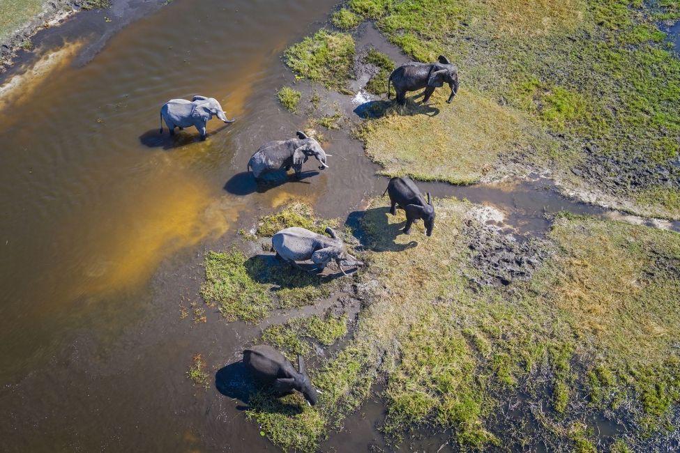 gaborone elephant herd aerial