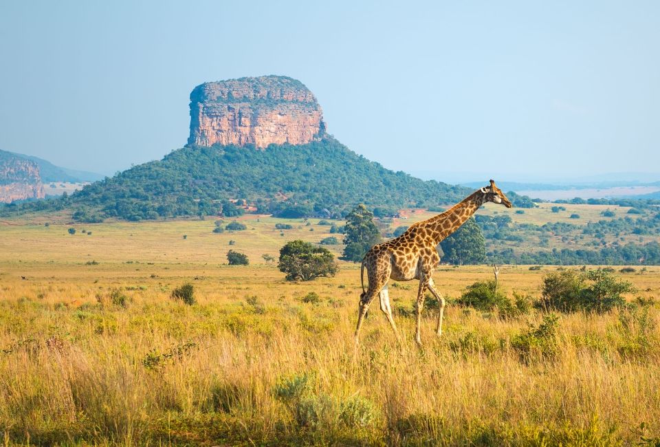 gaborone giraffe walking with mountain in background
