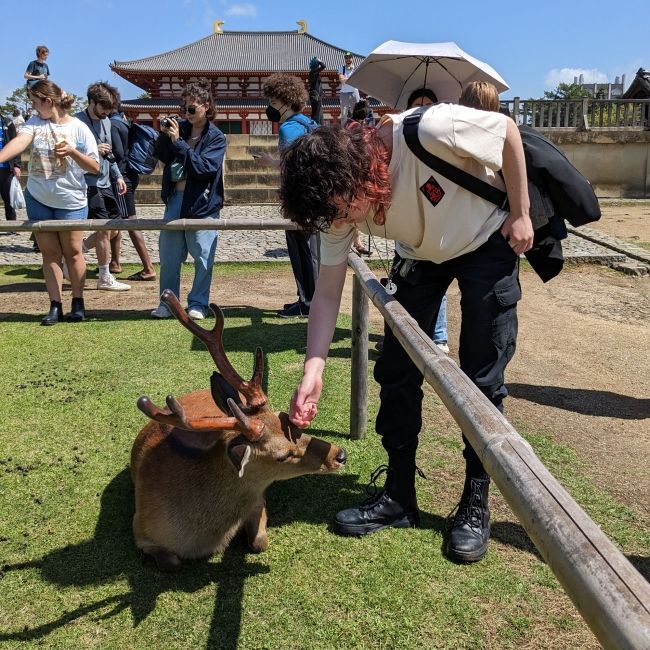 kyoto study abroad student pets deer