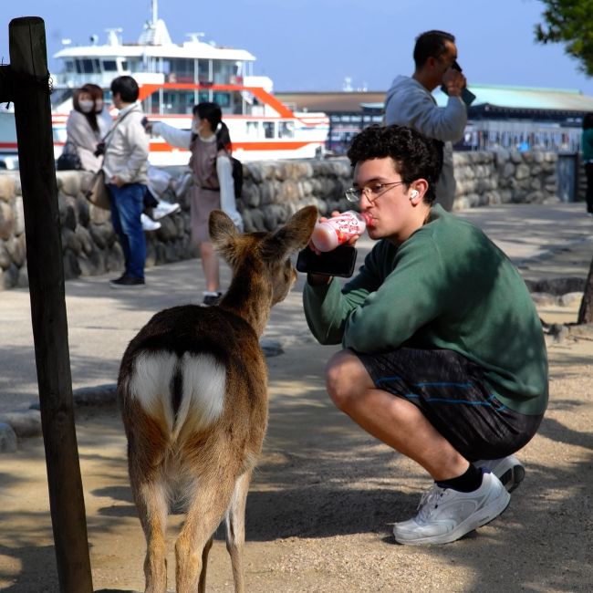 kyoto student drinking snack deer