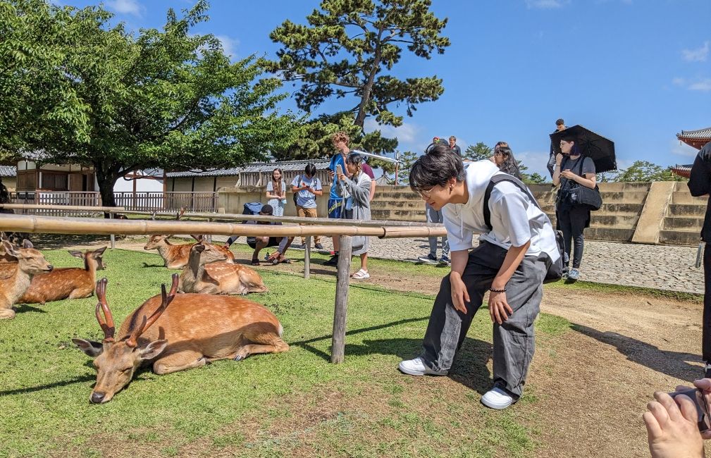 kyoto deer farm ciee visit