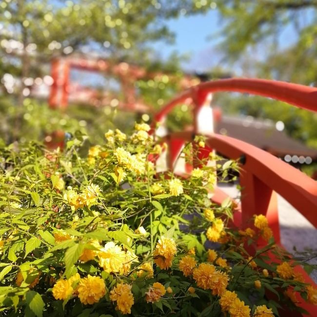 kyoto yellow flowers red bridge sunny day