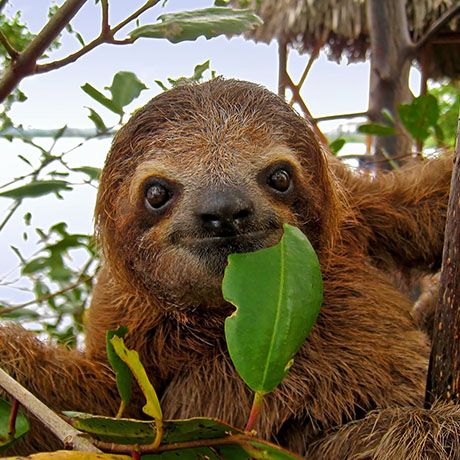 sloth eating