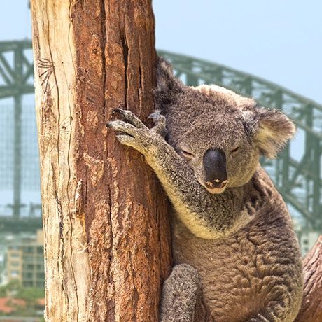 Sydney koala