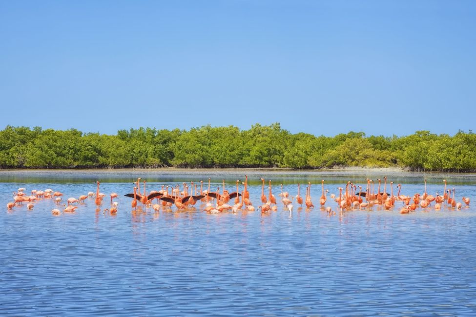 yucatan flamingos