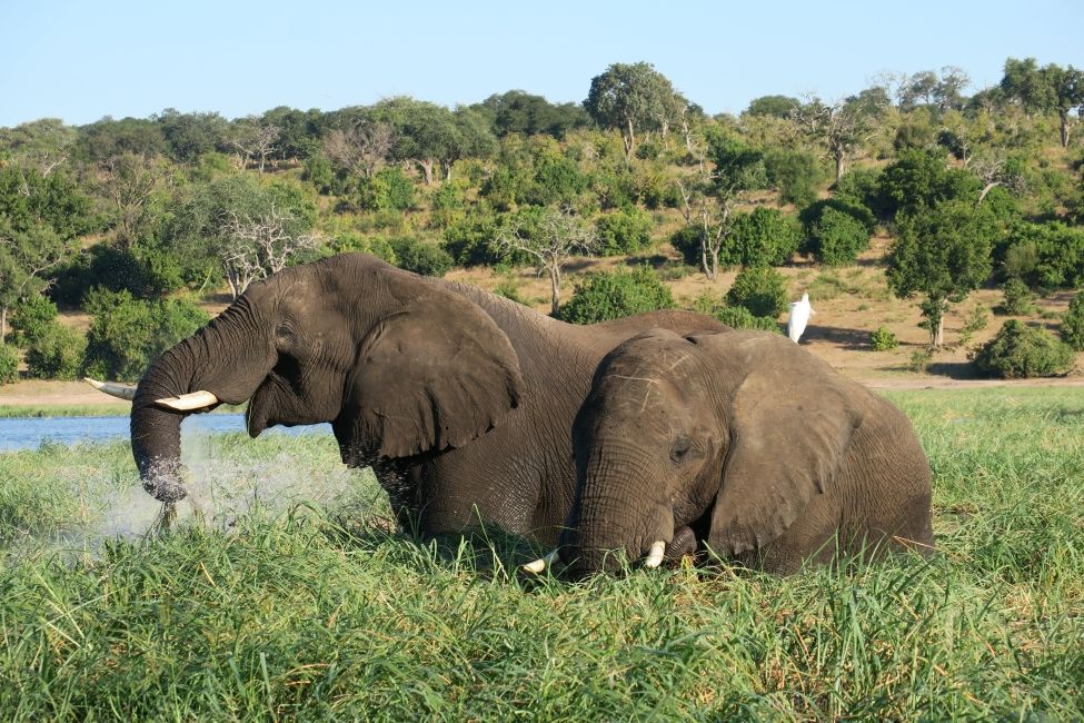 elephants