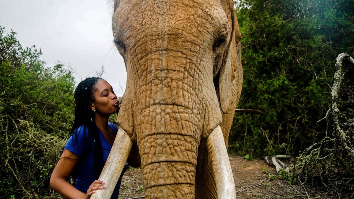 elephant kiss in CapeTown