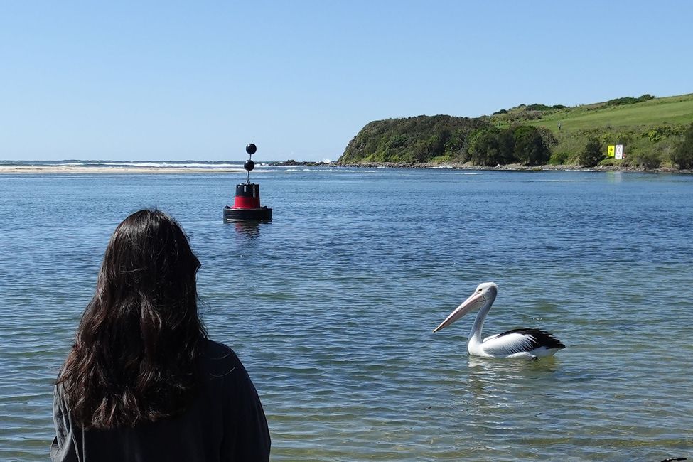 Student looking at pelican