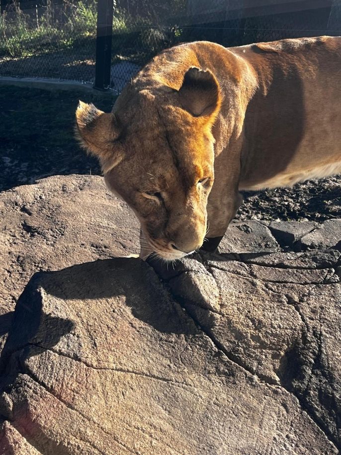 Lion at Featherdale