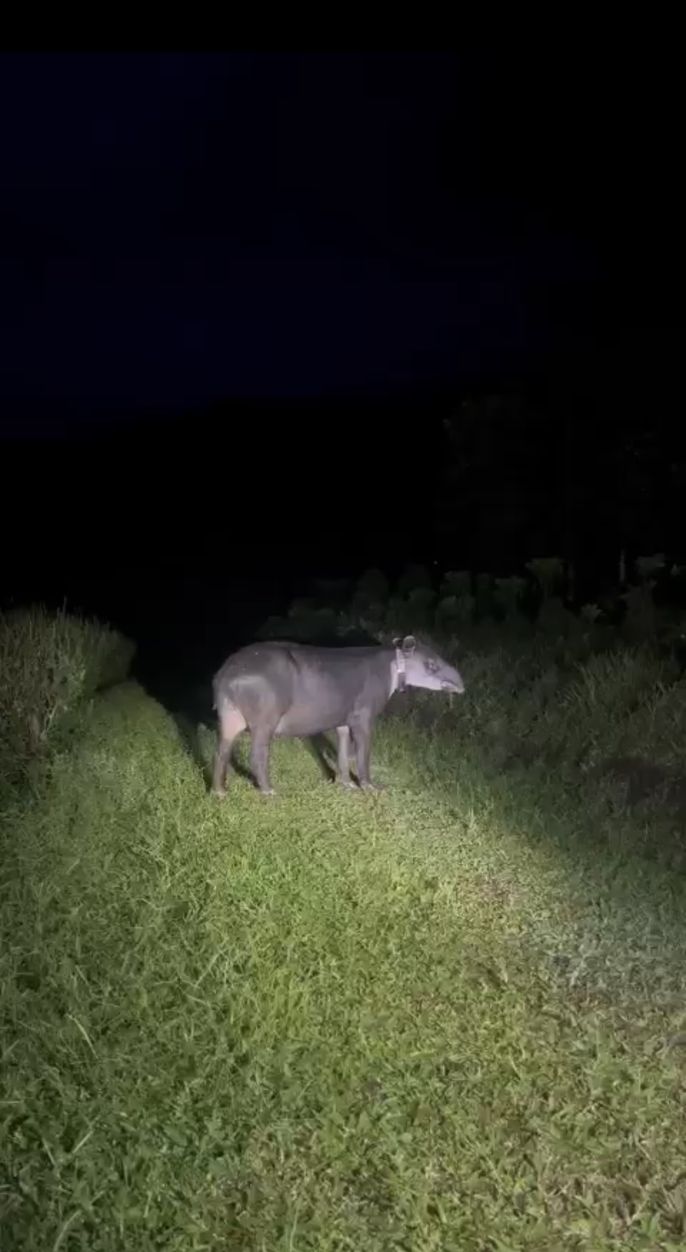 Tapir