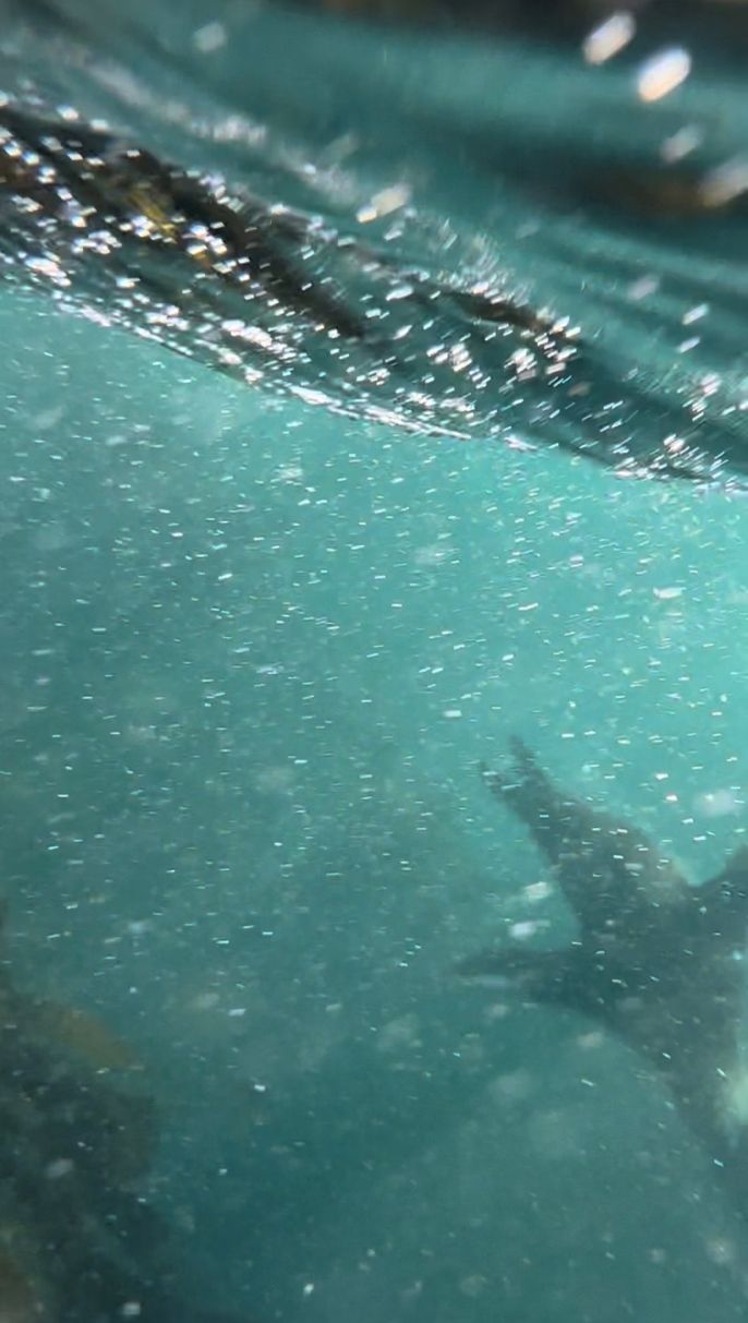 Narrowly capturing a seal swimming by 