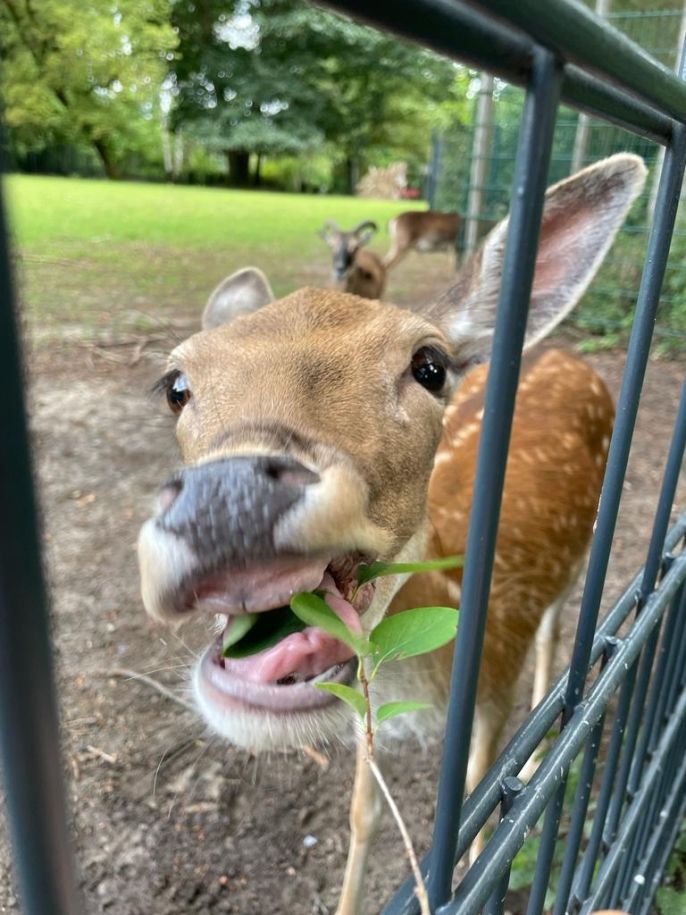 A deer eating through a fence at Peacock Island