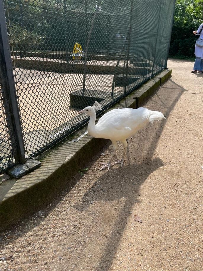 A white peacock