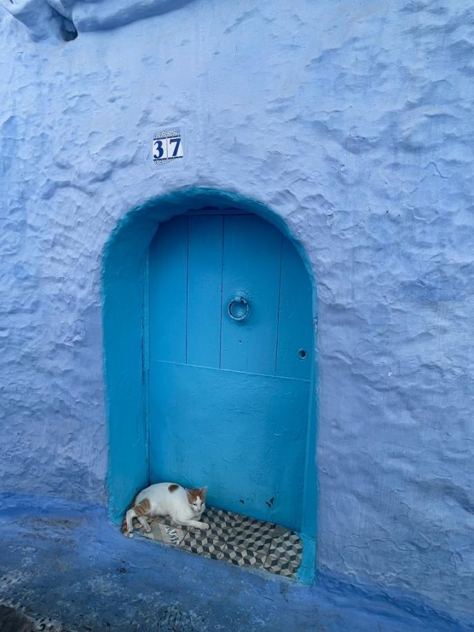 Cat in front of blue door