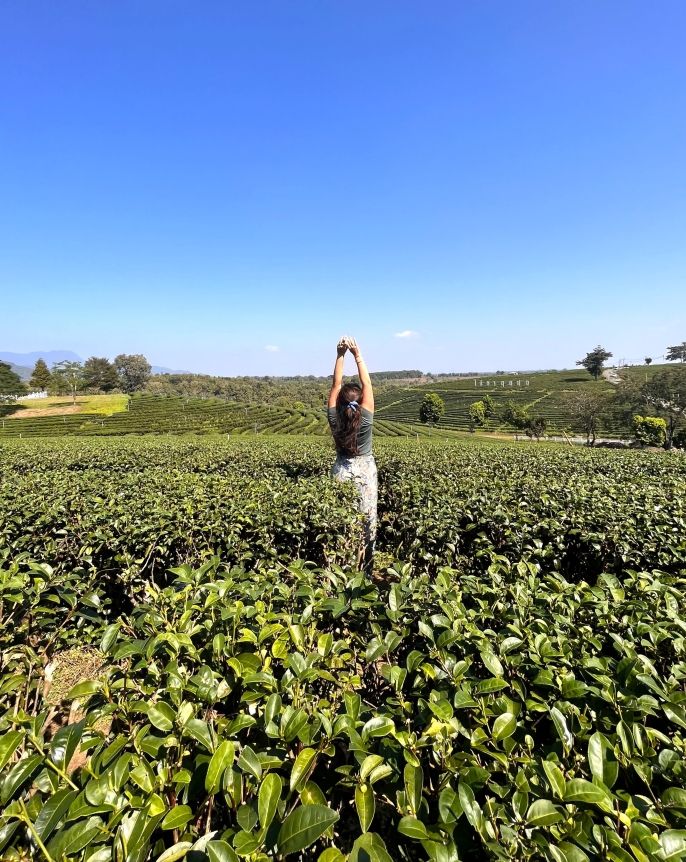 Back view of a girl standing in a field of tea plants