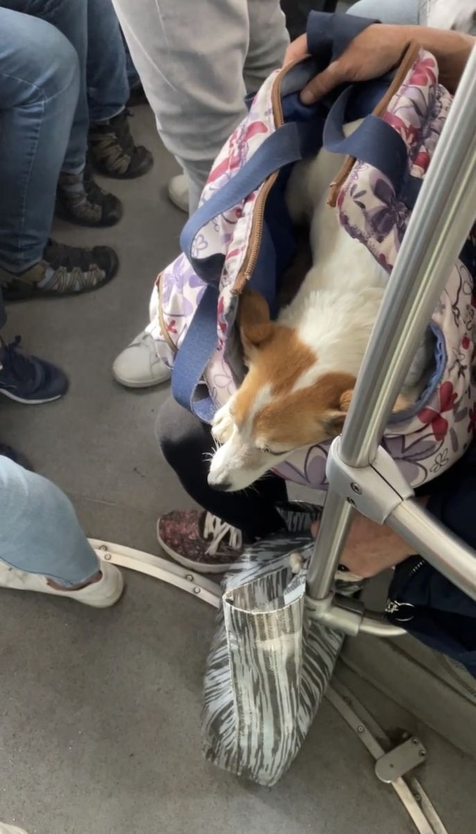 prague corgi bus