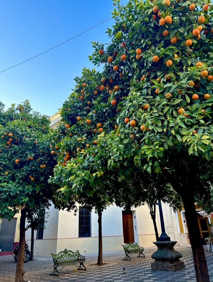 orange tree abroad