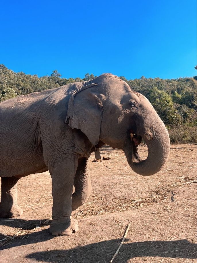 cute elephant in a dusty landscape