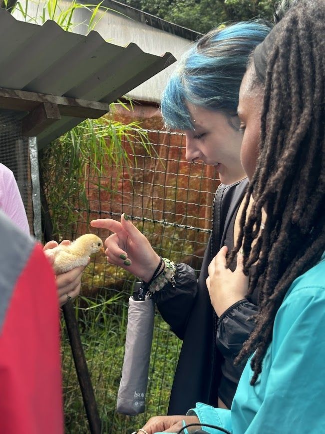Petting chicks