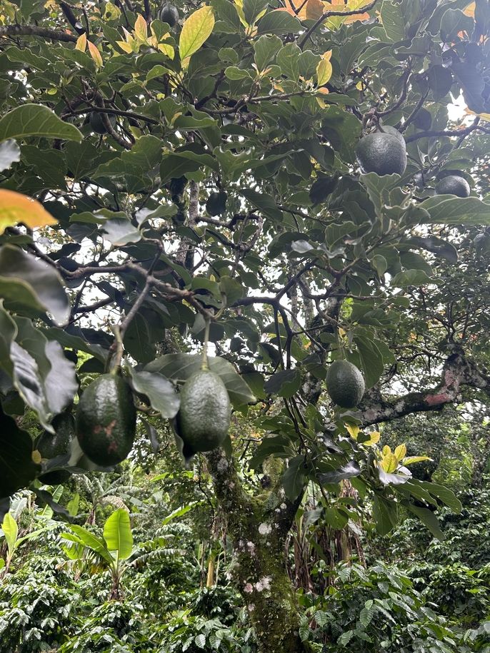 fruit