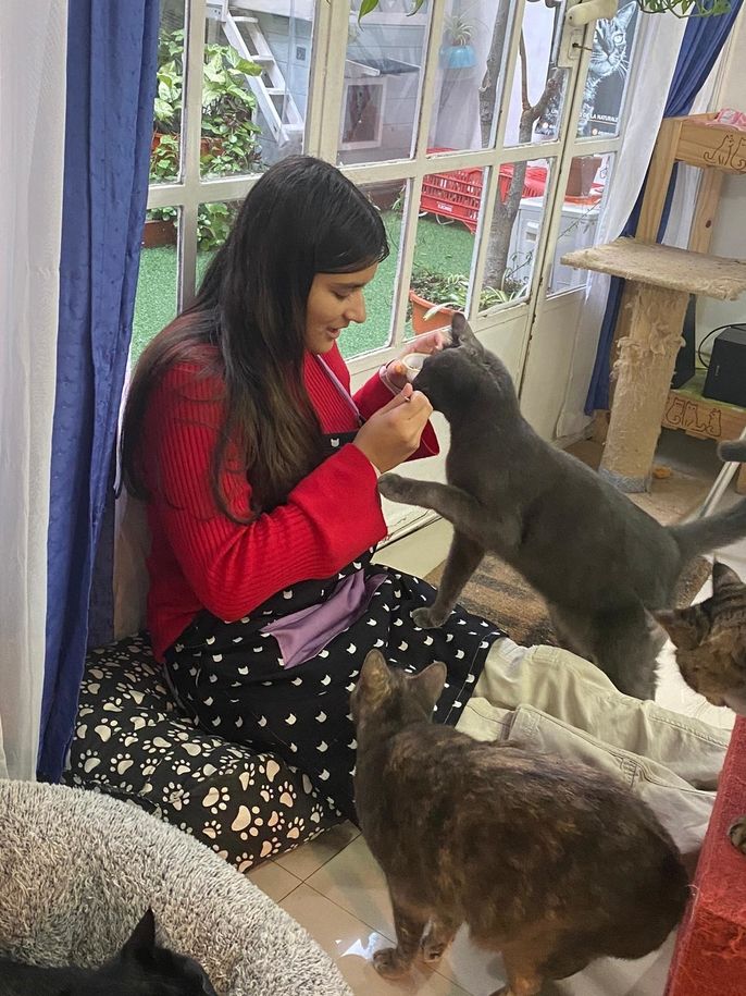 Cat café