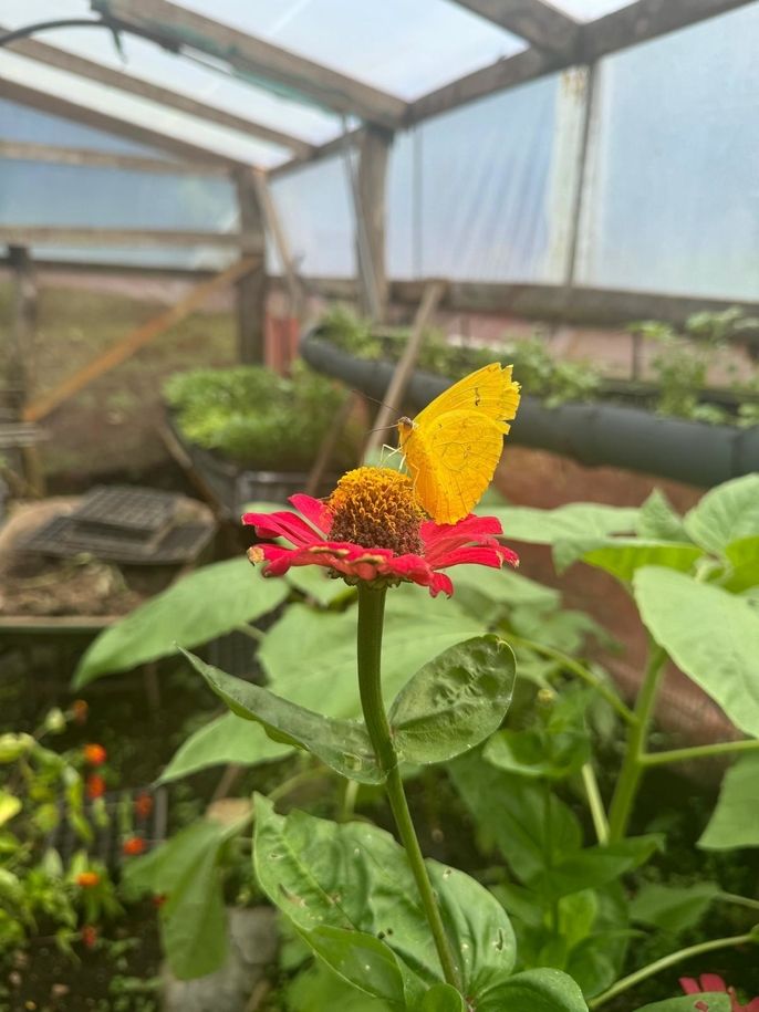 One of Monteverde's many beautiful flowers.