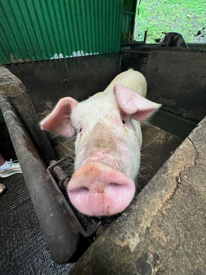 One of the CIEE Monteverde pigs says hello to the students.