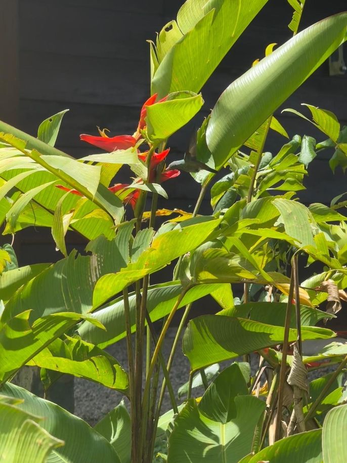 One of Monteverde's many beautiful flowers.
