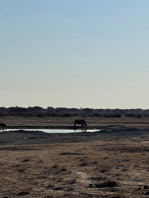 First rhino spotting on our game drive.