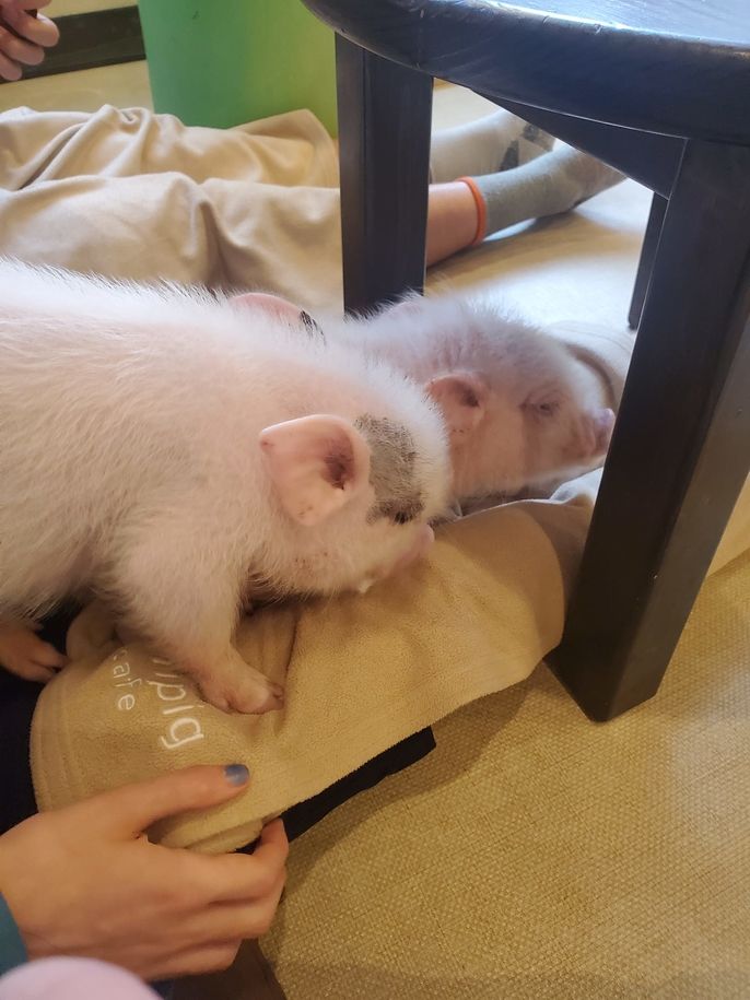 mipig