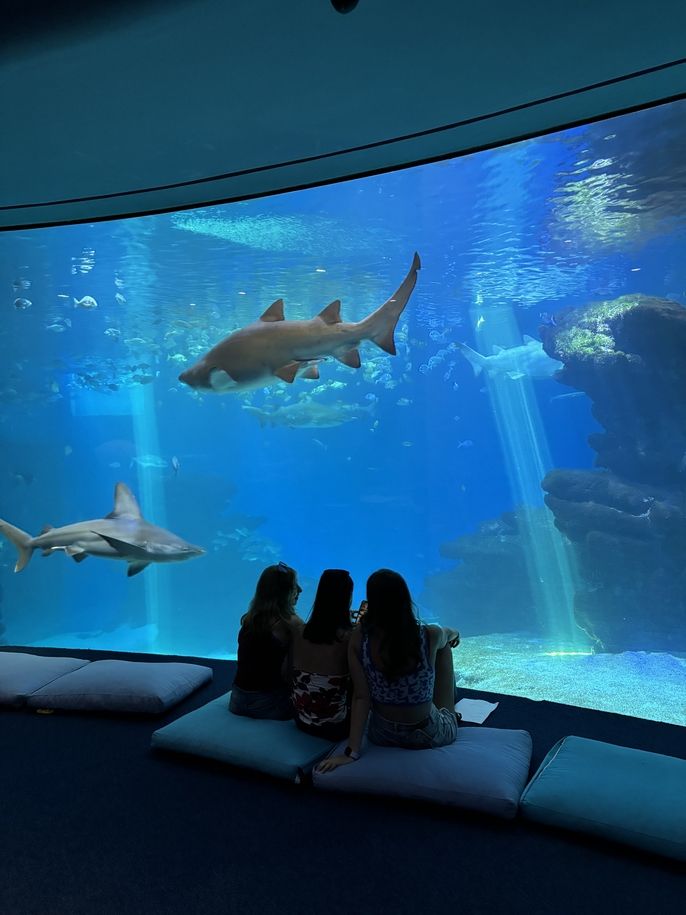 Observing the sharks!