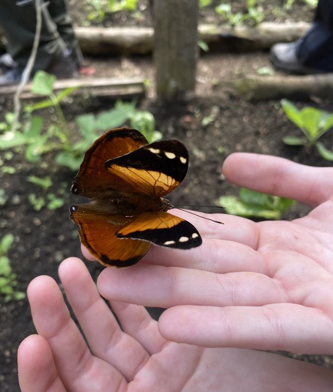 Student holding a butterfly
