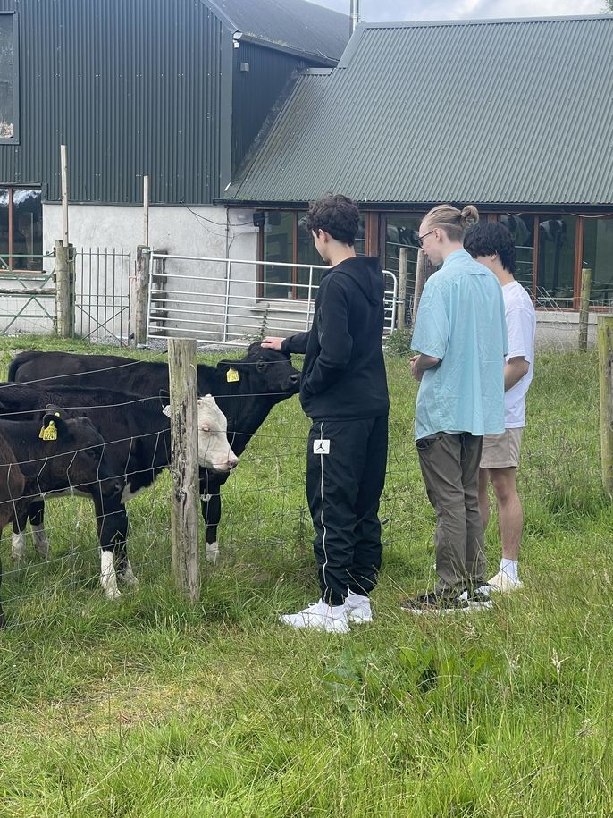 cow