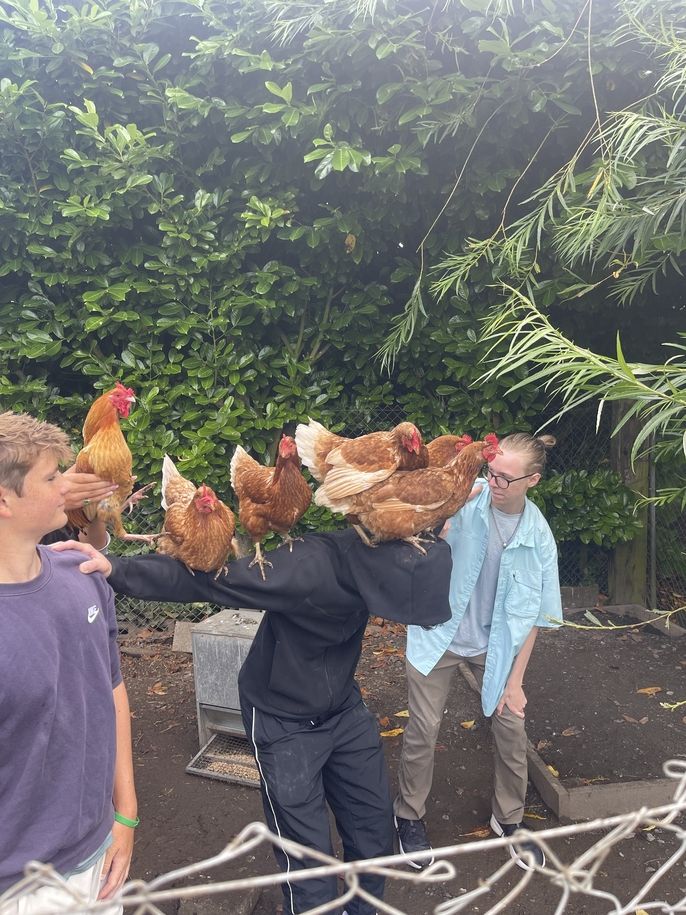chickens
