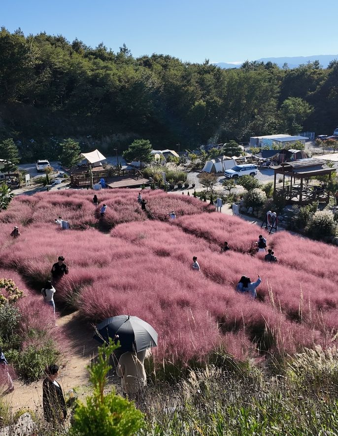 Pink flower field