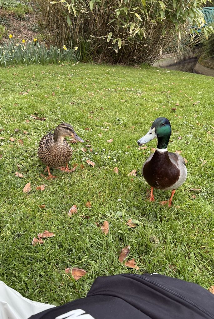 Canards