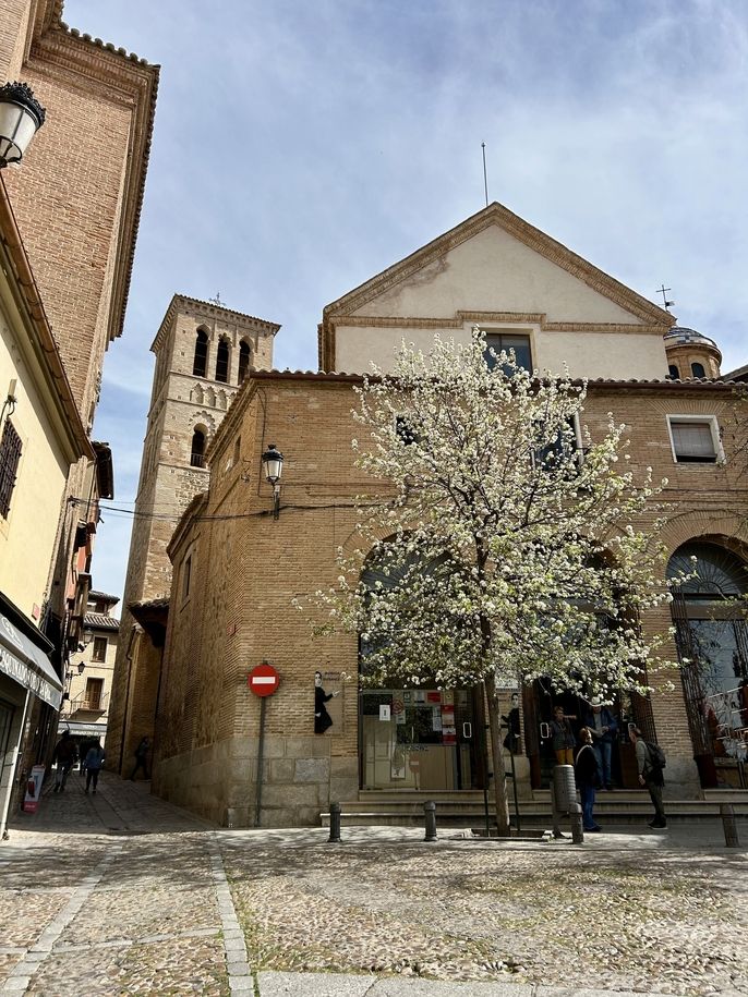 Toledo tree