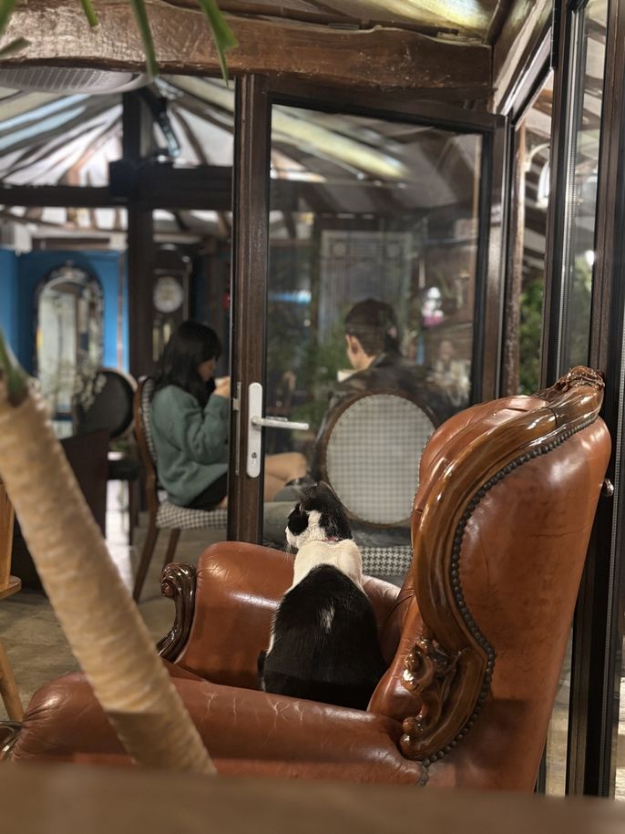 Cat at Cafe