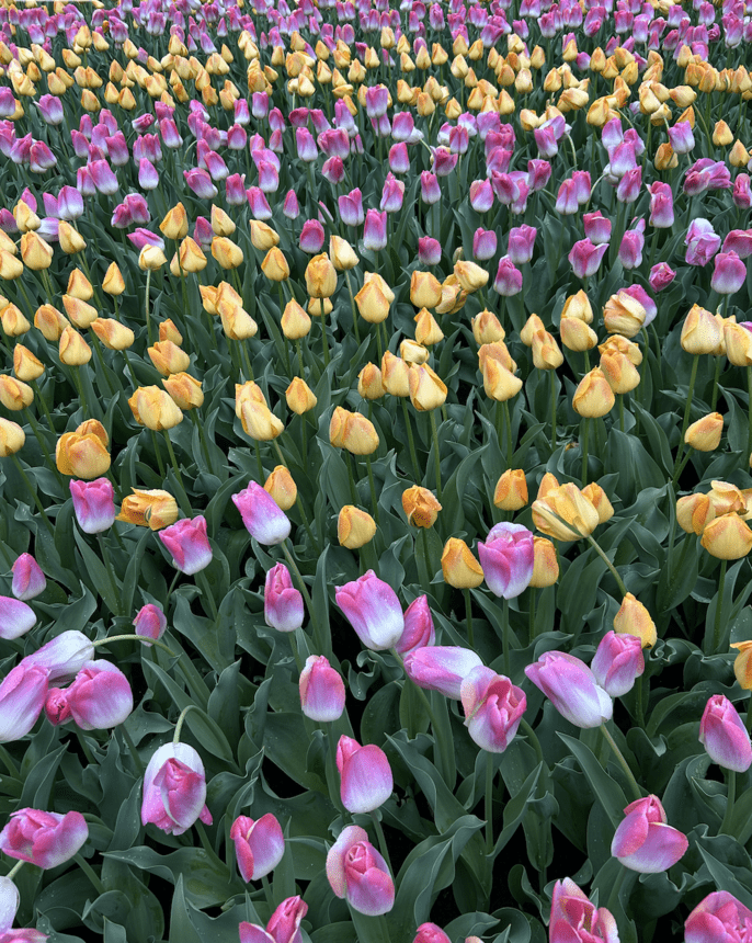 tulips