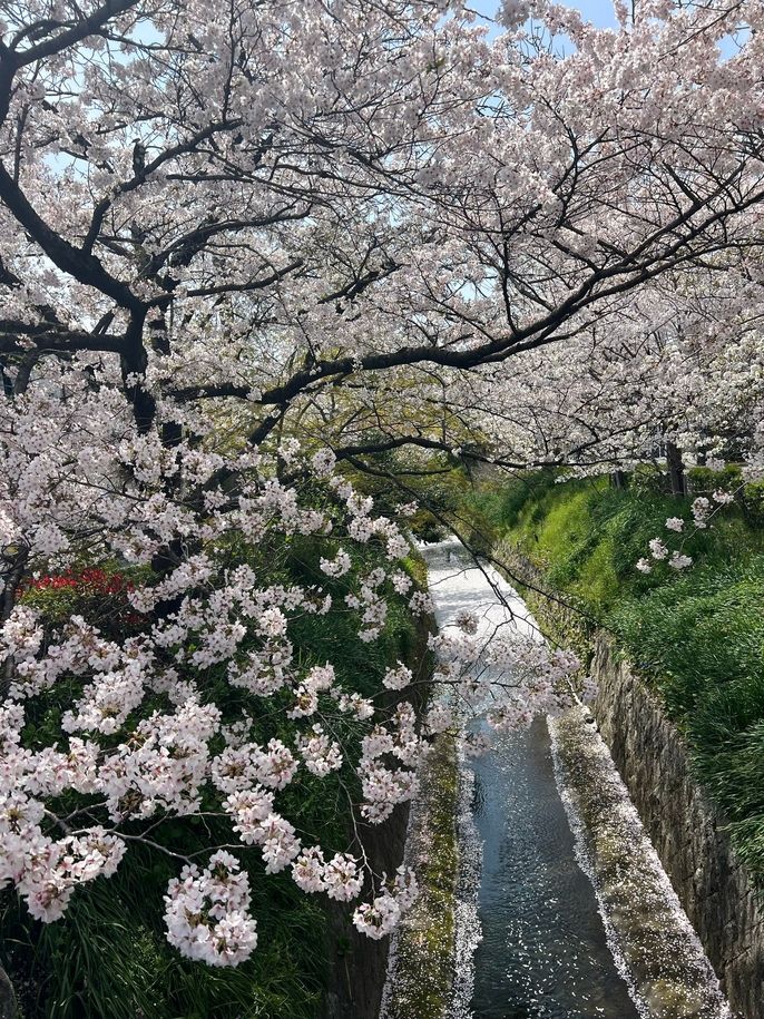 Sakura