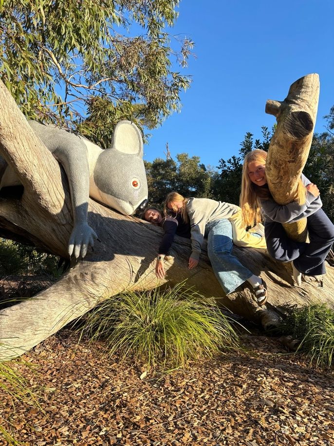 Students at a koala sanctuary.