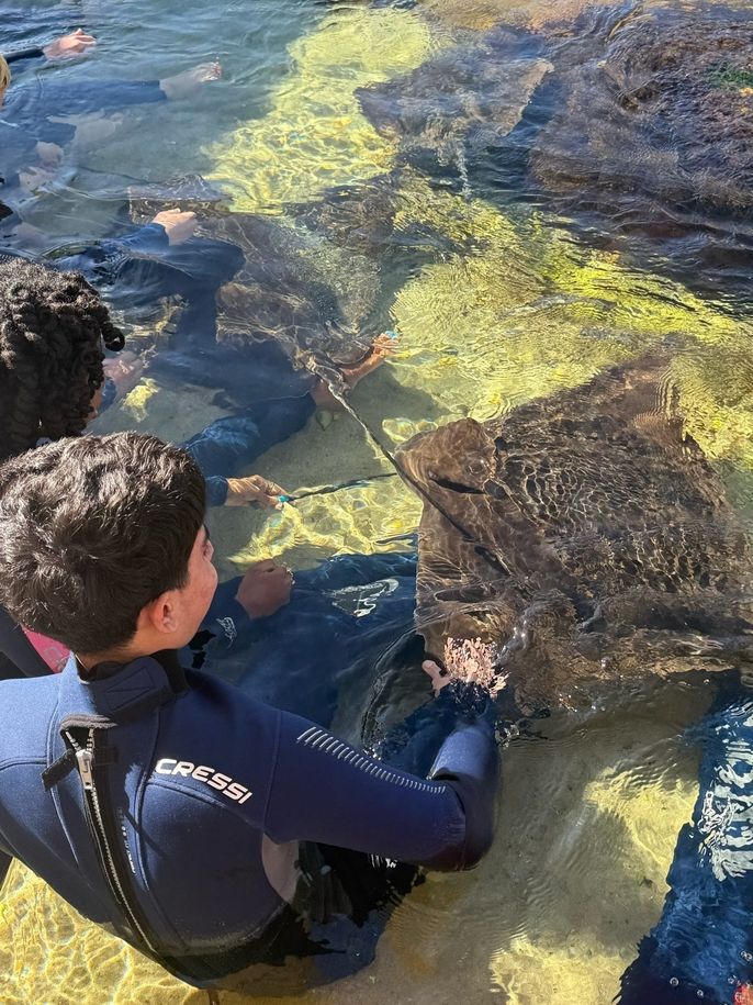 Student touching a stingray.