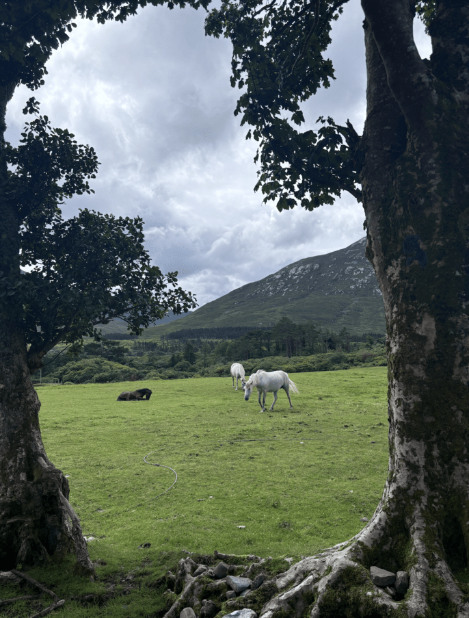 Kylemore Ponies