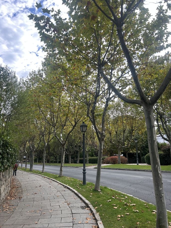 El Escorial trees