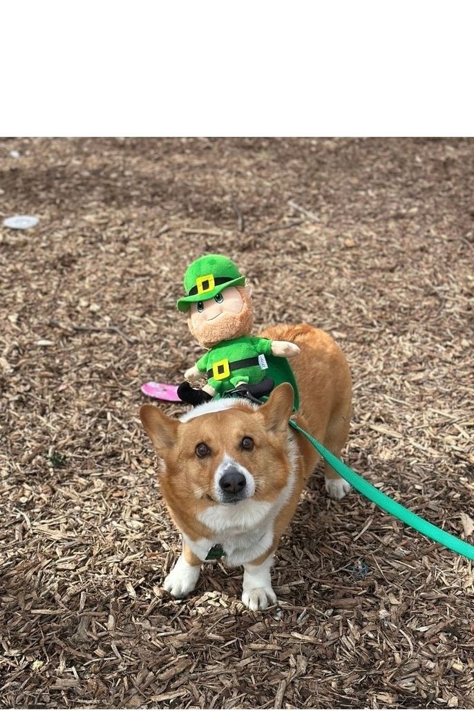 Ines saw a dog decked out in green on St. Patrick's Day in Chicago.